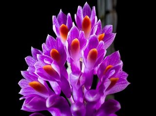 野生兰花，花朵，花朵，兰花，花朵，紫色，黑色背景，花瓣