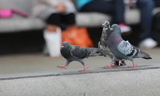 自然，动物，鸟类，鸽子，领导者，领导者，老板，动物主题