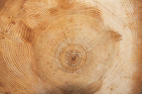 特写，照片，木板，树，年份，年轮，木环，环形