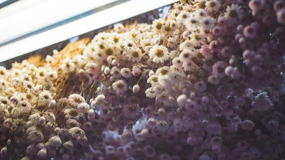 植物，花，花，荷兰，阿姆斯特丹，布隆马克，动物，昆虫