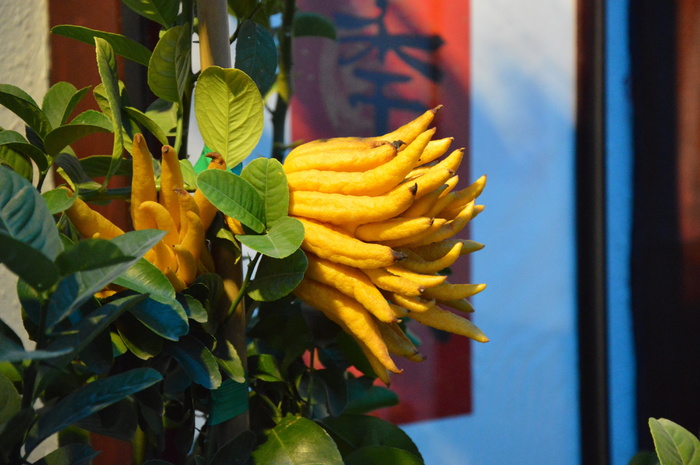 香橼, 水果, 中药, 花园, 灌木, 叶子, 金, 黄色