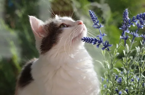 猫,肖像,家养,可爱,宠物,猫,小猫,关闭 猫,肖像,家养,可爱,宠物,猫,小猫,关闭
