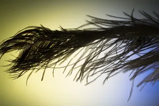 斯特劳斯春天，春天，放松，斯特劳斯，关闭，鸟羽毛，春季连衣裙，羽毛