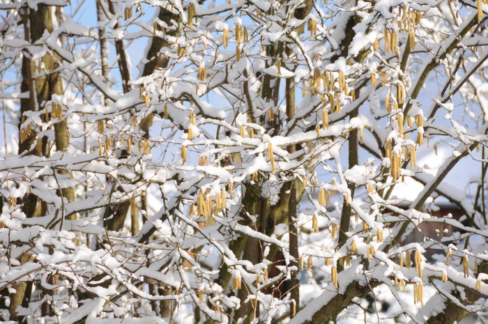 雪，春天，榛子，树，蓝色，棕色，黄色，榛子