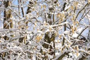 雪，春天，榛子，树，蓝色，棕色，黄色，榛子