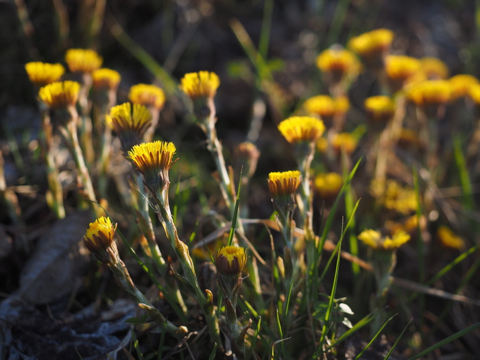 tussilago farfara, 花, 开花, 黄色, tussilago, 复合材料, 菊科