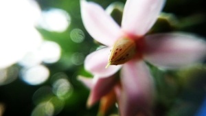 粉色5瓣花聚焦摄影