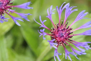 皱巴巴的、新鲜的、花的、自然的、芬芳的、花园的、盛开的、宏观的