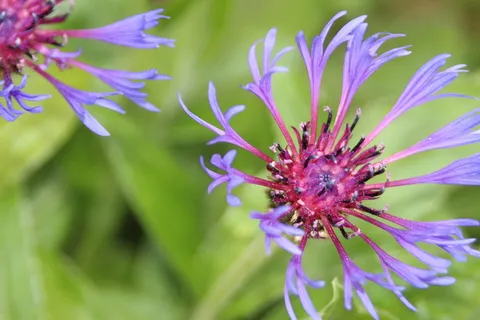 皱巴巴的、新鲜的、花的、自然的、芬芳的、花园的、盛开的、宏观的 皱巴巴的、新鲜的、花的、自然的、芬芳的、花园的、盛开的、宏观的