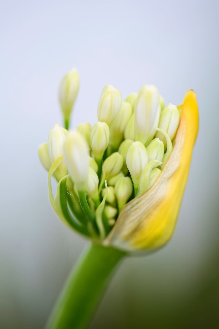 龙舌兰，花，白色，开花，自然，花序，夏天，花园