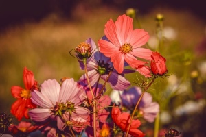 cosmea，花卉，花朵，自然，植物，观赏植物，复合材料，宇宙