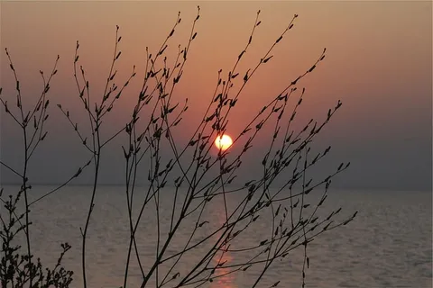 绿色,植物,日落景观,低,光,摄影,近,身体 绿色,植物,日落景观,低,光,摄影,近,身体