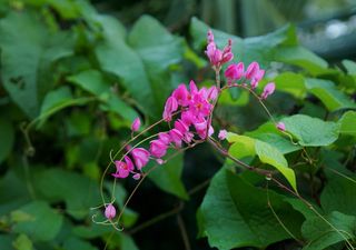 安提戈农花，花心碎，花束，花，开花植物，植物，美丽的自然，脆弱