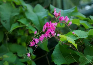 安提戈农花，花心碎，花束，花，开花植物，植物，美丽的自然，脆弱
