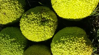 osage orange pomifera，原生态，美国，食品和饮料，食品，健康饮食，新鲜度，水果