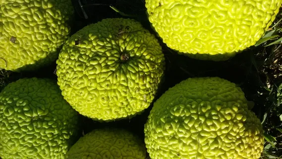 osage orange pomifera,原生态,美国,食品和饮料,食品,健康饮食,新鲜度,水果 osage orange pomifera,原生态,美国,食品和饮料,食品,健康饮食,新鲜度,水果