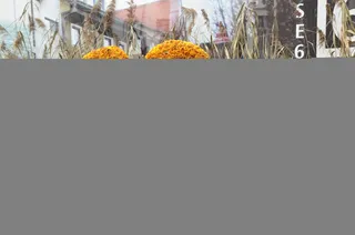 拉尔、菊花、花卉、艺术、历史中心、街道艺术、植物、复制空间