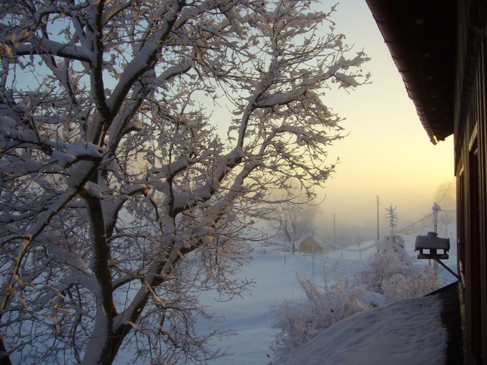 雪、冬季风、景观、morgenstimmung、树木、植物、冬季、低温