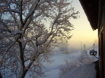 雪、冬季风、景观、morgenstimmung、树木、植物、冬季、低温 雪、冬季风、景观、morgenstimmung、树木、植物、冬季、低温