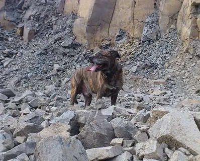 狗，自然，石头，侧面，可爱，一只动物，哺乳动物，宠物