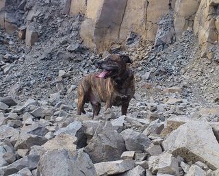 狗，自然，石头，侧面，可爱，一只动物，哺乳动物，宠物