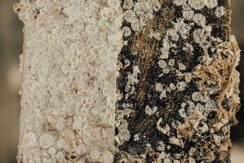 黑白贝壳艺术品