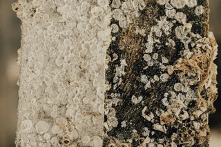 黑白贝壳艺术品