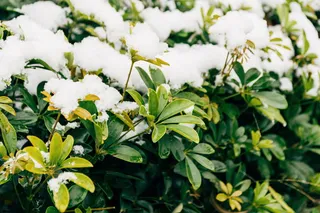植物，花朵，花朵，灌木，植被，棘科，花瓣，雏菊