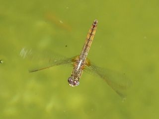 黄蜻蜓，飞行，飞虫，水，木筏，小蜻蜓，黄背飞虱，一种动物