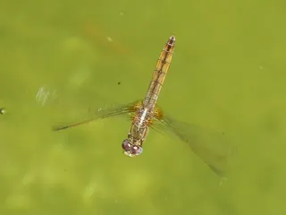 黄蜻蜓，飞行，飞虫，水，木筏，小蜻蜓，黄背飞虱，一种动物