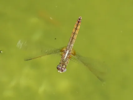 黄蜻蜓,飞行,飞虫,水,木筏,小蜻蜓,黄背飞虱,一种动物 黄蜻蜓,飞行,飞虫,水,木筏,小蜻蜓,黄背飞虱,一种动物