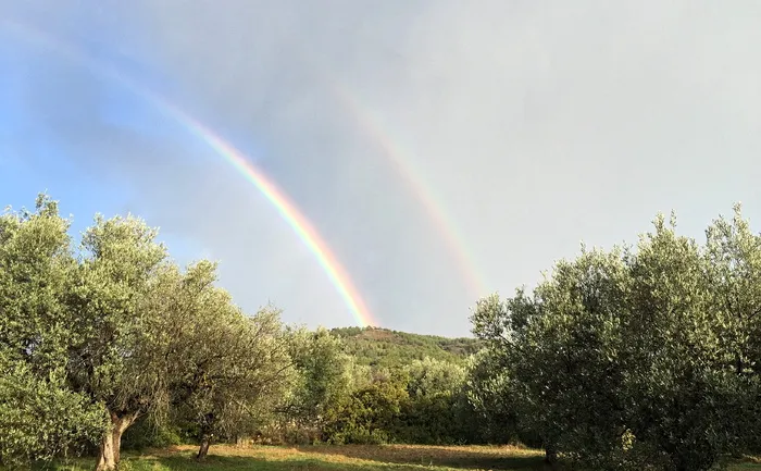 希腊，罗德岛，双，彩虹，橄榄，树，树，植物