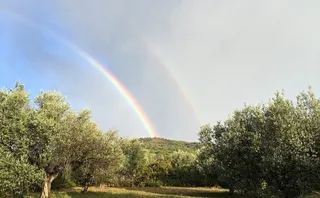 希腊，罗德岛，双，彩虹，橄榄，树，树，植物