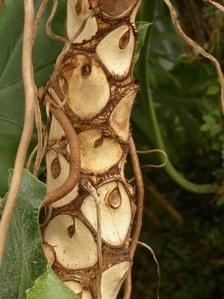 部落, 日志, 树皮, 喜林, 树喜林, 树朋友, 芦荟科, aronstabgewaechs