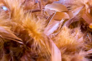 背景，蟒蛇，羽毛，雌性，蓬松，轻盈，丝滑，柔软