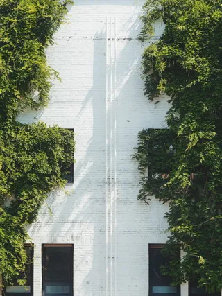 绿叶树旁的白宫