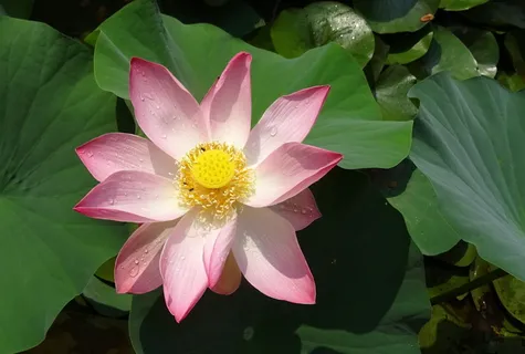 莲花、花朵、粉色、莲藕、荷花、雄蕊、雌蕊、圣莲 莲花、花朵、粉色、莲藕、荷花、雄蕊、雌蕊、圣莲
