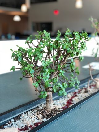 bonzai，iphone x，植物，生长，没有人，盆栽，绿色，天