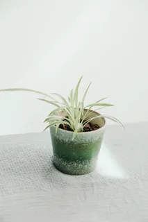 绿盆上的白蜘蛛 绿盆上的白蜘蛛