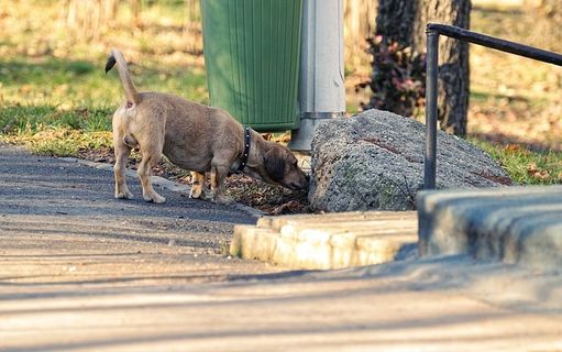 褐色光滑的腊肠嗅着石头