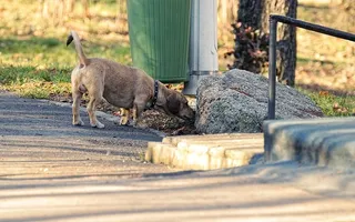 褐色光滑的腊肠嗅着石头