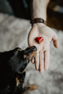 给一只可爱的狗的小礼物