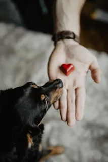 给一只可爱的狗的小礼物