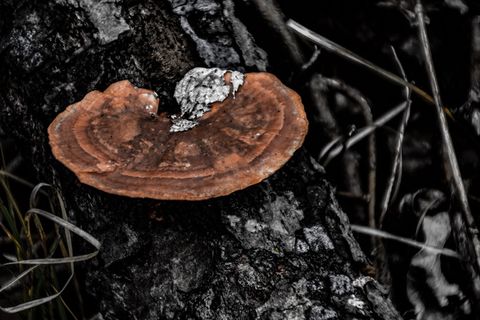 美国，克林顿湖，春天，桌面，背景，露营，克林顿，格罗斯