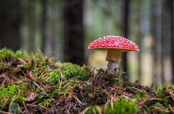 粉色，白色，蘑菇，旁边，草，苔藓，鹅膏，森林
