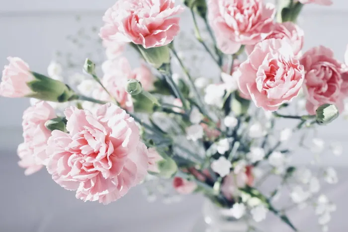 背景, 壁纸, 特写, 细节, 脸红, 粉色, 花瓣, 蒸汽