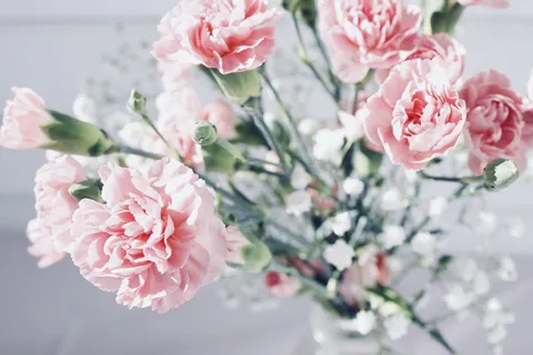 背景, 壁纸, 特写, 细节, 脸红, 粉色, 花瓣, 蒸汽 背景, 壁纸, 特写, 细节, 脸红, 粉色, 花瓣, 蒸汽