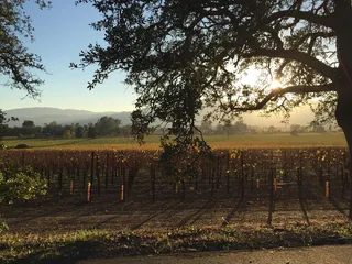 纳帕，美国，朦胧，日出，葡萄酒之乡，山脉，山谷，树木