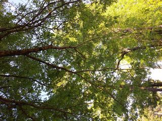 植物，树木，植被，树干，美国，洛基山森林丘陵大道812号