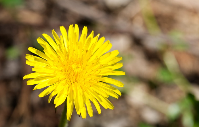 蒲公英，开花，开花，昆虫，黄色，绿色，自然，植物